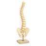 Icône chiropratique